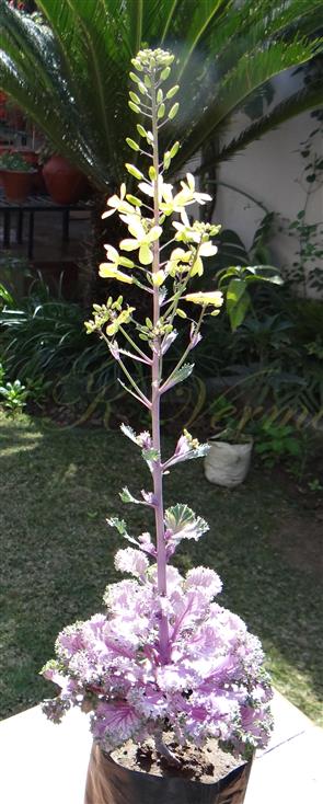 Plant with inflorescence